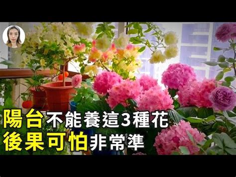 陽台種玫瑰|陽台種玫瑰，掌握這些祕訣，讓你輕鬆養活 